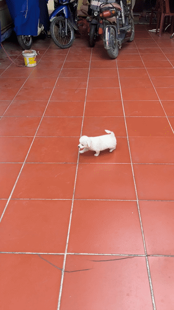 Chó con giống Sóc Nhật mini 3 tháng. Mua bán Chó tại Huyện Thanh Trì Hà Nội được đăng bởi nguyễn ngọc hà hình 1