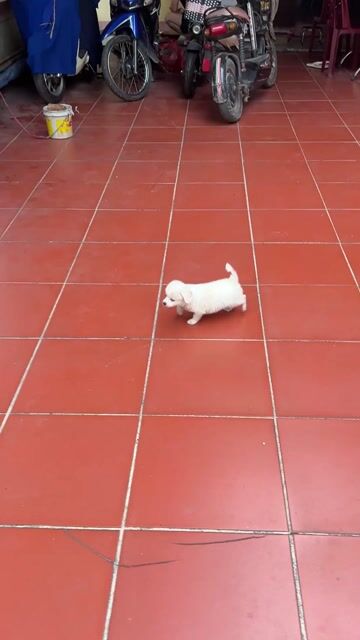Chó con giống Sóc Nhật mini 3 tháng. Mua bán Chó tại Huyện Thanh Trì Hà Nội được đăng bởi nguyễn ngọc hà hình 1