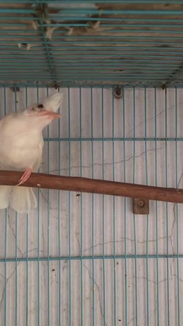 Chim Bạch lem. Mua bán Chim tại Thành phố Biên Hòa Đồng Nai được đăng bởi Nguyễn Hà hình 1