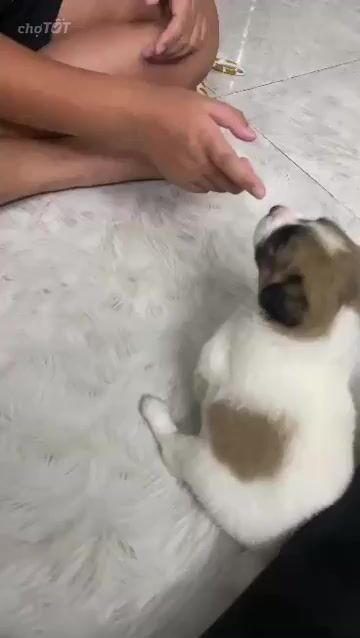 Mẹ Poodle ba Bull Pháp trắng nâu. Mua bán Chó tại Quận 8 Tp Hồ Chí Minh được đăng bởi Anh hình 1
