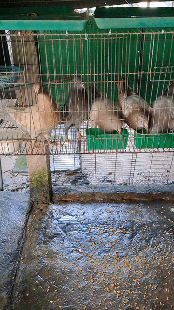 Bồ câu gà 2 tháng tuổi. Mua bán Chim tại Huyện Củ Chi Tp Hồ Chí Minh được đăng bởi Anh  Mười hình 1
