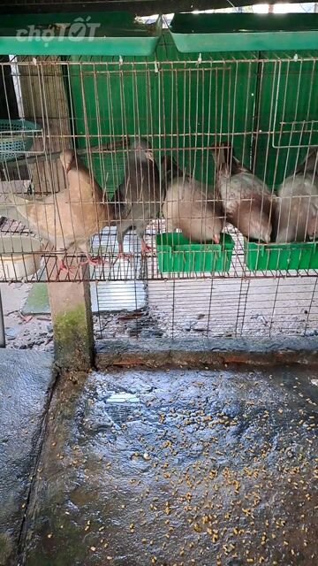 Bồ câu gà 2 tháng tuổi. Mua bán Chim tại Huyện Củ Chi Tp Hồ Chí Minh được đăng bởi Anh  Mười hình 1