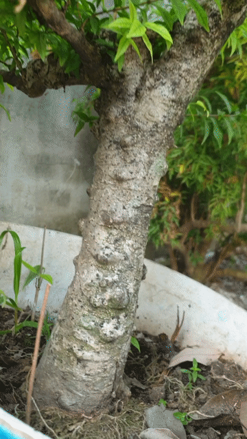 Cây cảnh chậu sứ. Mua bán Cây cảnh, đồ trang trí tại Thị xã Bến Cát Bình Dương được đăng bởi Vũ Quốc Sử hình 1