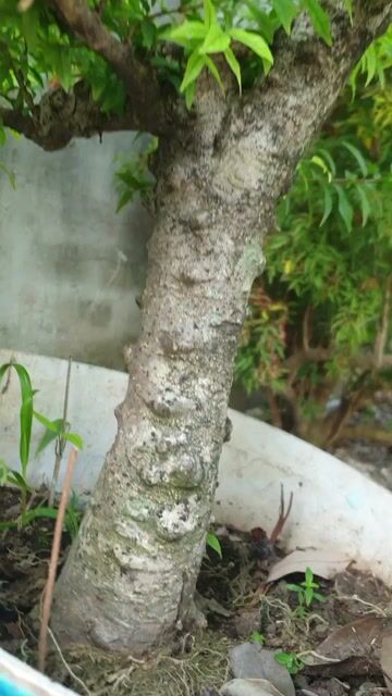 Cây cảnh chậu sứ. Mua bán Cây cảnh, đồ trang trí tại Thị xã Bến Cát Bình Dương được đăng bởi Vũ Quốc Sử hình 1