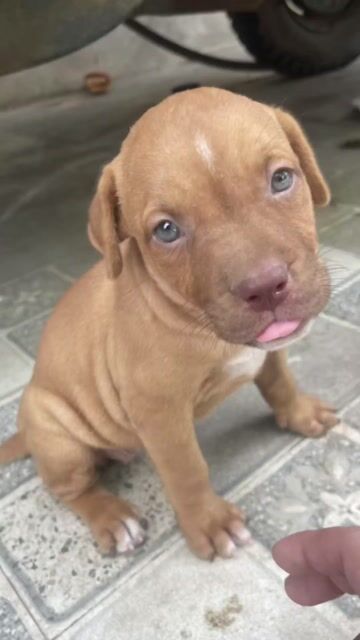 Bán 1 chó đực Pitbull cha mẹ gốc Thái
