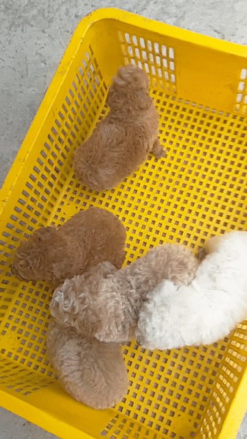 Chó Poodle Tini . Mua bán Chó tại Huyện Giồng Trôm Bến Tre được đăng bởi Thi hình 1