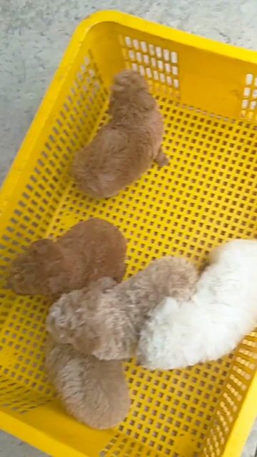 Chó Poodle Tini . Mua bán Chó tại Huyện Giồng Trôm Bến Tre được đăng bởi Thi hình 1