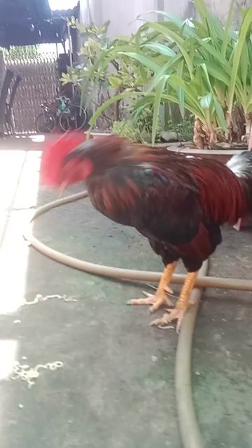 Gà tơ Đực Đen, Nâu 2k6. Mua bán Gà tại Huyện Bình Chánh Tp Hồ Chí Minh được đăng bởi Tí  hình 1