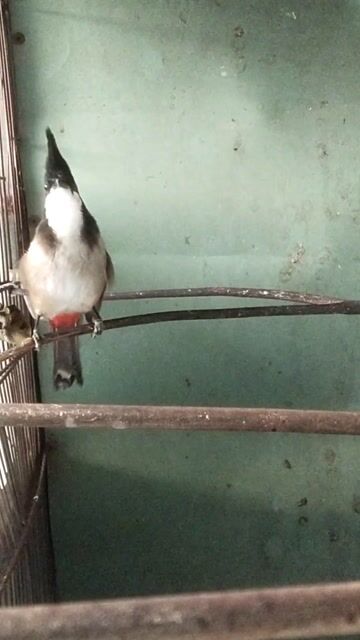 Chim chào mào giọng đanh. Mua bán Chim tại Huyện Trảng Bom Đồng Nai được đăng bởi Hoàng  hình 1