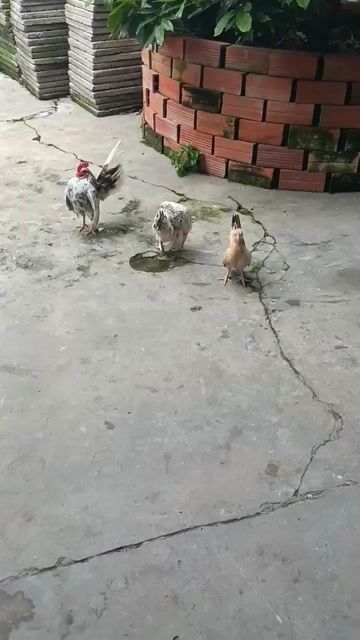 Serama 1 trống 2 mái. Mua bán Gà tại Thành phố Vĩnh Long Vĩnh Long được đăng bởi Loi Lac hình 1