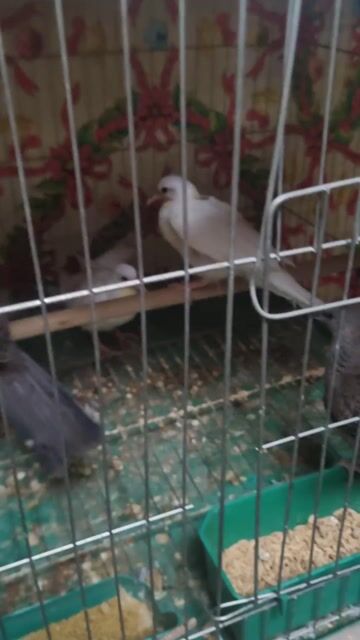 CHIM GÁY MỘT THÁNG TUỔI. Mua bán Chim tại Quận Hoàng Mai Hà Nội được đăng bởi ÔNG ĐỨC hình 1