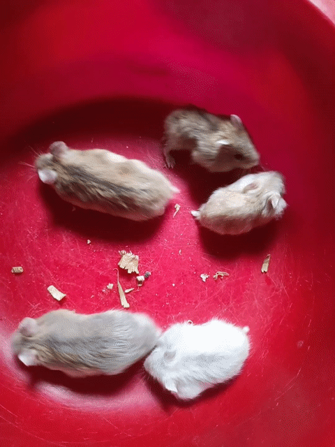 Chuột Hamster WW Nhiều màu. Mua bán Thú cưng khác tại Thị xã Tân Uyên Bình Dương được đăng bởi FT Pet Shop hình 1