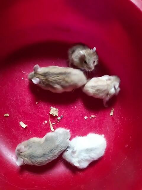 Chuột Hamster WW Nhiều màu. Mua bán Thú cưng khác tại Thị xã Tân Uyên Bình Dương được đăng bởi FT Pet Shop hình 1