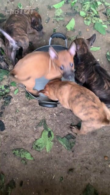 Chó Phú Quốc con gần 2 tháng tuổi. Mua bán Chó tại Huyện Củ Chi Tp Hồ Chí Minh được đăng bởi Lê Tá hình 1