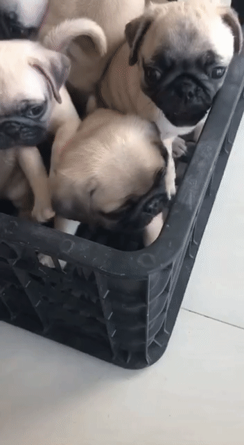 Chó Phốc Sóc con nhiều màu tim ngừa đầy đủ. Mua bán Chó tại Huyện Bình Chánh Tp Hồ Chí Minh được đăng bởi mini pet house sài gòn hình 1