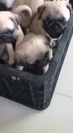 Chó Phốc Sóc con nhiều màu tim ngừa đầy đủ. Mua bán Chó tại Huyện Bình Chánh Tp Hồ Chí Minh được đăng bởi mini pet house sài gòn hình 1