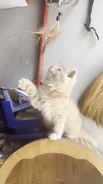 Mèo Maine Coon lai Anh Vàng kem 2 tháng. Mua bán Mèo tại Quận 12 Tp Hồ Chí Minh được đăng bởi Nguyễn Hồng Huy hình 1