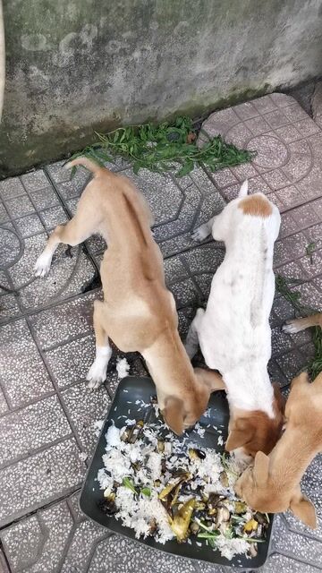 Chó Phú Quốc 3-4 tháng nhiều màu. Mua bán Chó tại Thành phố Tân An Long An được đăng bởi Cau NV hình 1