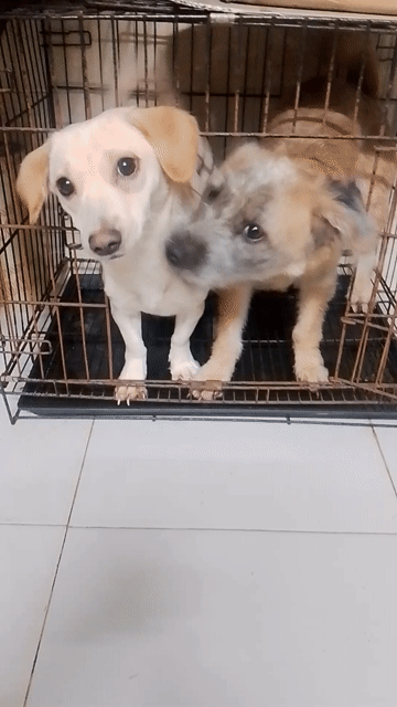 Chó lai siêu Dễ Thương. Mua bán Chó tại Quận Bình Tân Tp Hồ Chí Minh được đăng bởi lammaihoang hình 1