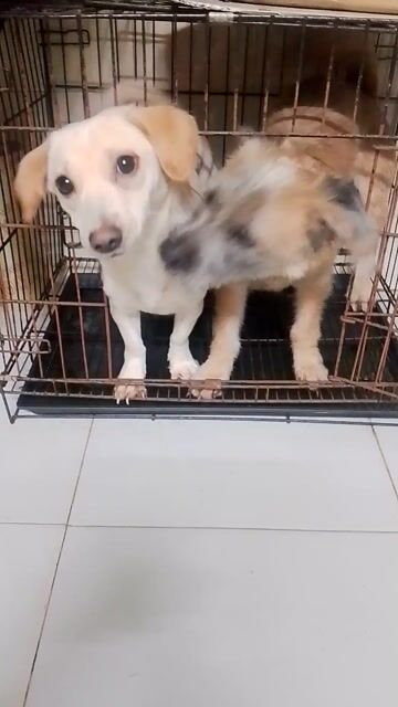 Chó lai siêu Dễ Thương. Mua bán Chó tại Quận Bình Tân Tp Hồ Chí Minh được đăng bởi lammaihoang hình 1