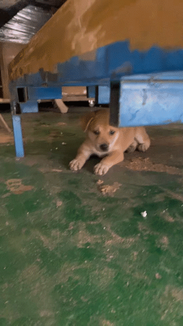 Chó cỏ nâu 2 tháng tuổi. Mua bán Chó tại Thành phố Dĩ An Bình Dương được đăng bởi Nguyễn Trang hình 1