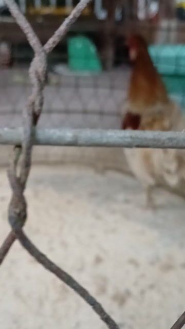 tre bướm chân xanh. Mua bán Gà tại Huyện Long Hồ Vĩnh Long được đăng bởi cung cấp bet  hình 1