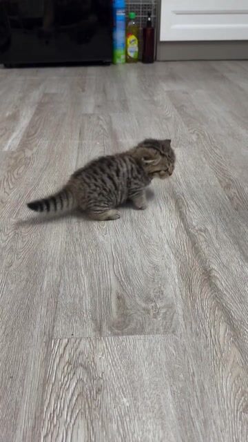 Mèo Anh chân lùn lông ngắn Tabby. Mua bán Mèo tại Quận Tân Bình Tp Hồ Chí Minh được đăng bởi Pon Võ hình 1