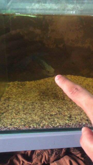Cá lóc ngũ sắc 13-14 cm. Mua bán Thú cưng khác tại Quận Gò Vấp Tp Hồ Chí Minh được đăng bởi trinh hình 1
