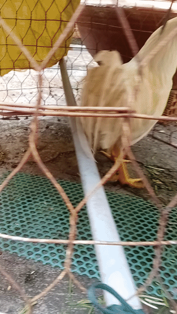 Gà Bướm to cần bán.. Mua bán Gà tại Huyện Thủ Thừa Long An được đăng bởi Cây cảnh công trình  hình 1