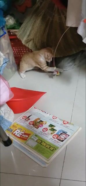 Mèo Vàng 2 tháng tuổi. Mua bán Mèo tại Quận Gò Vấp Tp Hồ Chí Minh được đăng bởi Loan hình 1