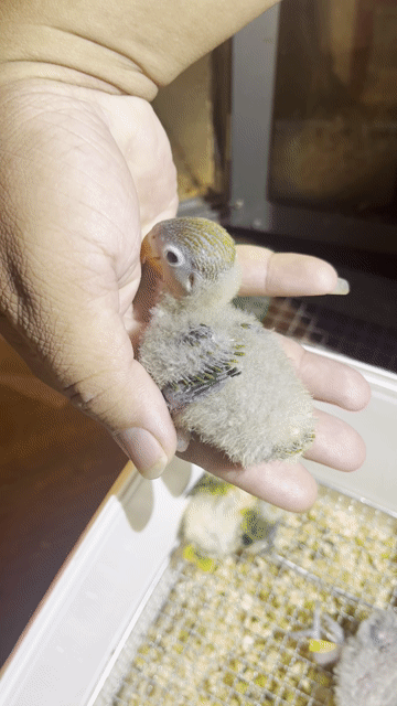 Vẹt Lovebird non Xám xanh. Mua bán Chim tại Quận Gò Vấp Tp Hồ Chí Minh được đăng bởi Phương Mai hình 1