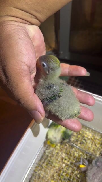 Vẹt Lovebird non Xám xanh. Mua bán Chim tại Quận Gò Vấp Tp Hồ Chí Minh được đăng bởi Phương Mai hình 1