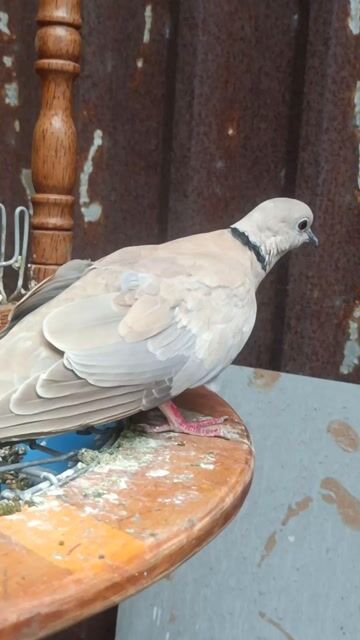 Lồng và Chim cu pháp Màu Kem Rất Đẹp và Dạn. Mua bán Chim tại Quận Bình Tân Tp Hồ Chí Minh được đăng bởi Nhân Bình Tân  hình 1