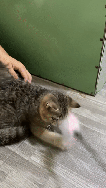Mèo Anh lông ngắn đực 2 tháng Golden Tabby. Mua bán Mèo tại Quận Gò Vấp Tp Hồ Chí Minh được đăng bởi Nga Nguyễn hình 1