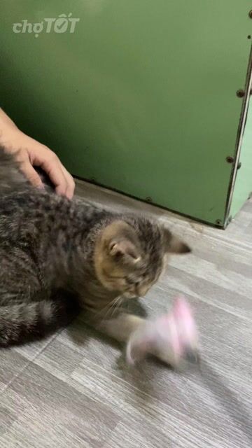 Mèo Anh lông ngắn đực 2 tháng Golden Tabby. Mua bán Mèo tại Quận Gò Vấp Tp Hồ Chí Minh được đăng bởi Nga Nguyễn hình 1