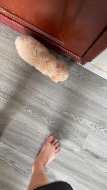 poodle thuần chủng. Mua bán Chó tại Quận 12 Tp Hồ Chí Minh được đăng bởi Nguyễn Nguyễn hình 1