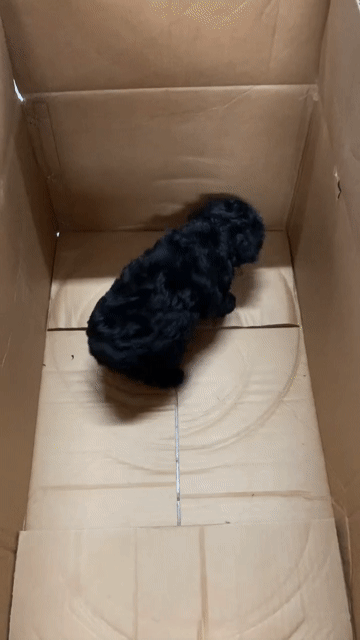 Chó Poodle Đực Đen 75 ngày đã tiêm. Mua bán Chó tại Quận Bình Tân Tp Hồ Chí Minh được đăng bởi Mymy hình 1