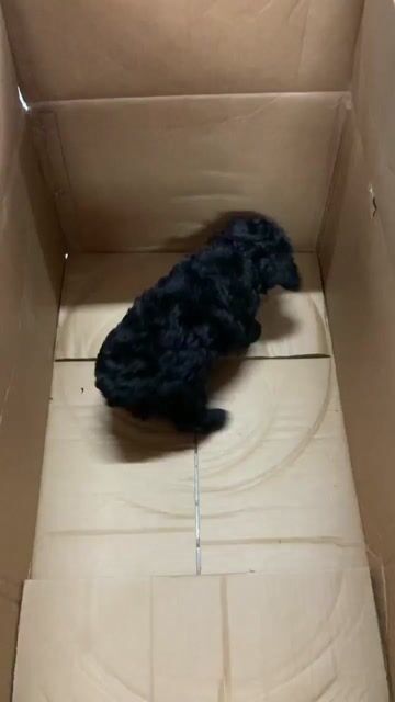 Chó Poodle Đực Đen 75 ngày đã tiêm. Mua bán Chó tại Quận Bình Tân Tp Hồ Chí Minh được đăng bởi Mymy hình 1