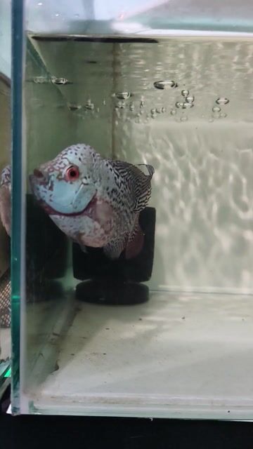 Cá cảnh Kamfa 2 ngón. Mua bán Thú cưng khác tại Quận Cẩm Lệ Đà Nẵng được đăng bởi Mun hình 1