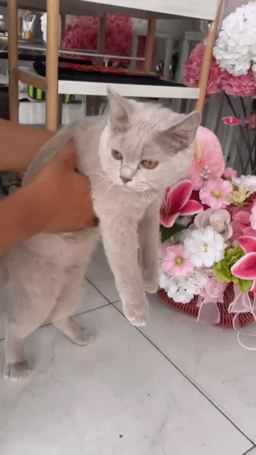 Mèo Anh lông ngắn 6 tháng tuổi. Mua bán Mèo tại Thành phố Thủ Dầu Một Bình Dương được đăng bởi zone store hình 1