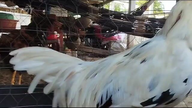 bướm thập cựa 3kg4 tay 1 cục 80% lông. Mua bán Gà tại Huyện Châu Thành An Giang được đăng bởi gà vip tuyển chọn hình 1