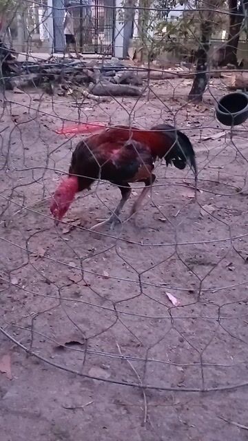 Thư Hùng kê. Mua bán Gà tại Huyện Đức Linh Bình Thuận được đăng bởi Nguyen Hung hình 1