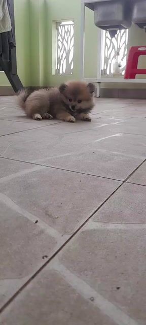 Chó Phốc Sóc cả hai đã tiêm 1 mũi. Mua bán Chó tại Quận Tân Phú Tp Hồ Chí Minh được đăng bởi Phạm ngọc Hưng hình 1