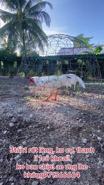 Gà trống Trắng đốm đen rớt lông. Mua bán Gà tại Huyện Trà Ôn Vĩnh Long được đăng bởi Nguyễn thành luân hình 1