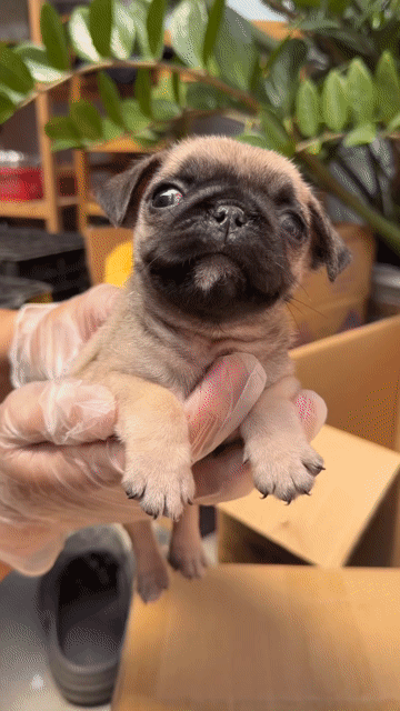 Chó Pug Cái Đã Tiêm 1 Mũi. Mua bán Chó tại Huyện Hóc Môn Tp Hồ Chí Minh được đăng bởi Lê Sỹ Gia Huy hình 1