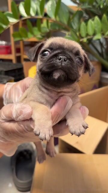 Chó Pug Cái Đã Tiêm 1 Mũi. Mua bán Chó tại Huyện Hóc Môn Tp Hồ Chí Minh được đăng bởi Lê Sỹ Gia Huy hình 1