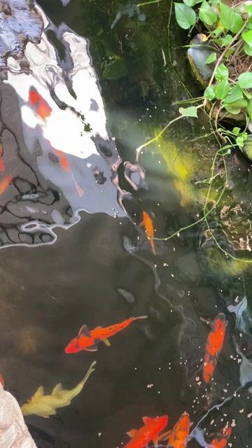 Cá Koi Nhật 25-75cm Đa dạng 50 con. Mua bán Thú cưng khác tại Thành phố Tam Kỳ Quảng Nam được đăng bởi Bệnh Viện Thú Y Quảng Nam hình 1
