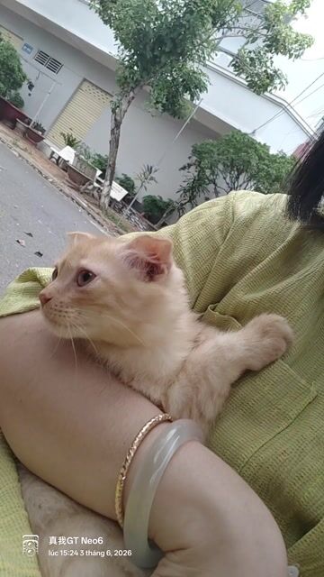 Mèo ALD tai cụp đực Vàng cam. Mua bán Mèo tại Quận Cái Răng Cần Thơ được đăng bởi Thảo hình 1