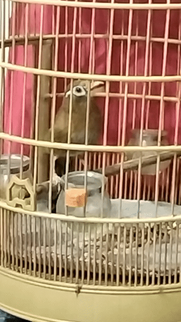 Chim hai mùa hót nhiều. Mua bán Chim tại Quận Tân Bình Tp Hồ Chí Minh được đăng bởi Đặng Duy Ninh hình 1