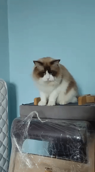 mèo lùn nhập, sung , đực giống nhiều dòng pass gâp. Mua bán Mèo tại Quận 3 Tp Hồ Chí Minh được đăng bởi Kim Phương hình 1